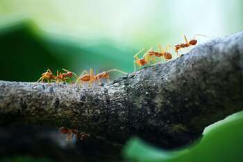Hormigas amarillas caminando sobre la rama de un árbol